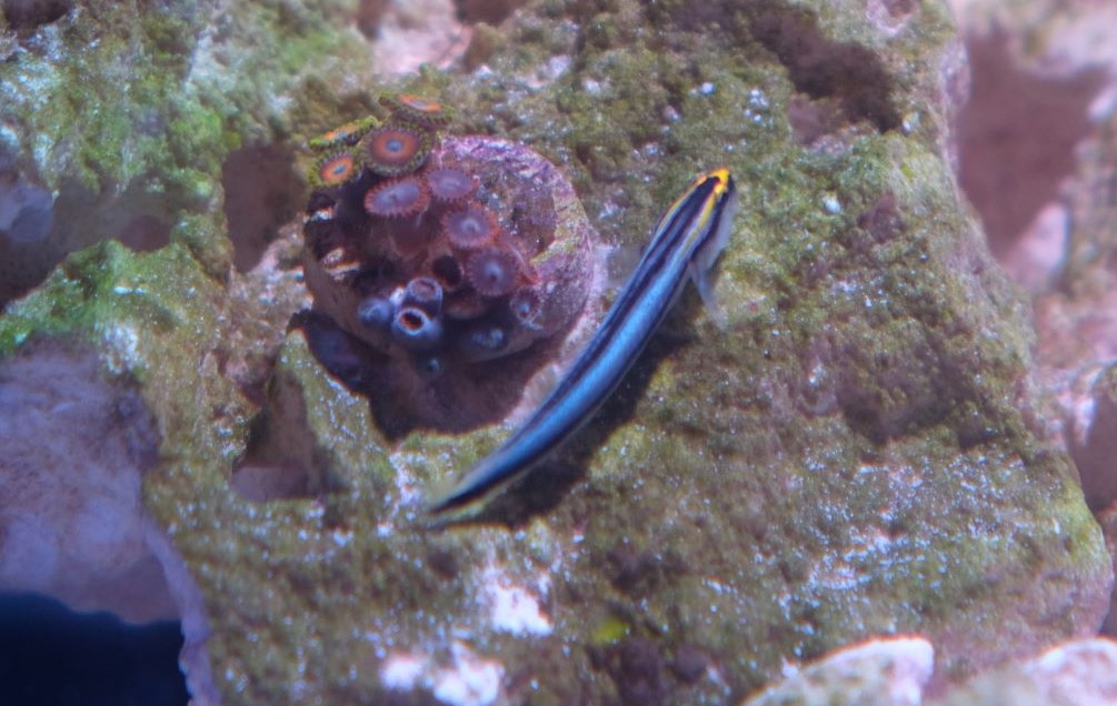 Goby.JPG