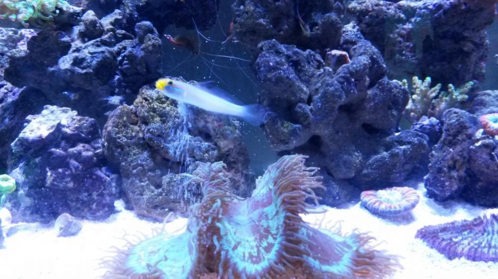 Goby.jpg