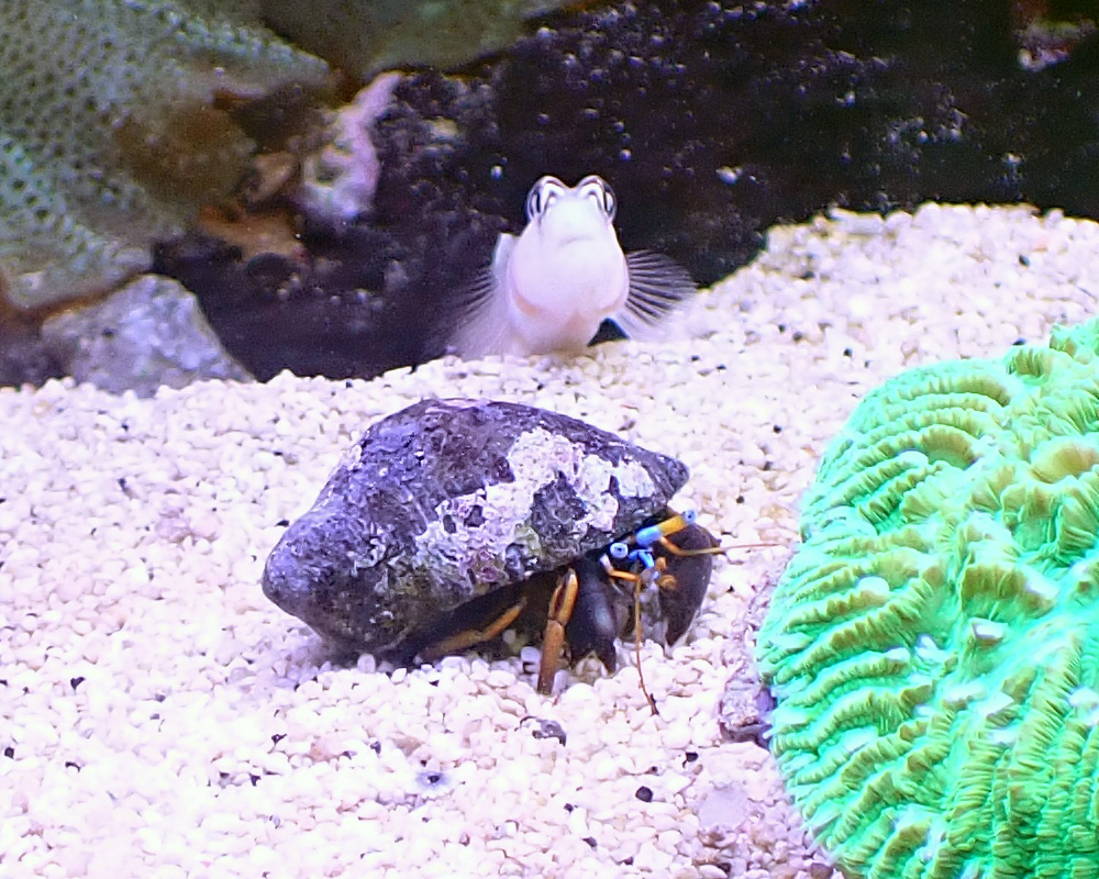 goby.jpg