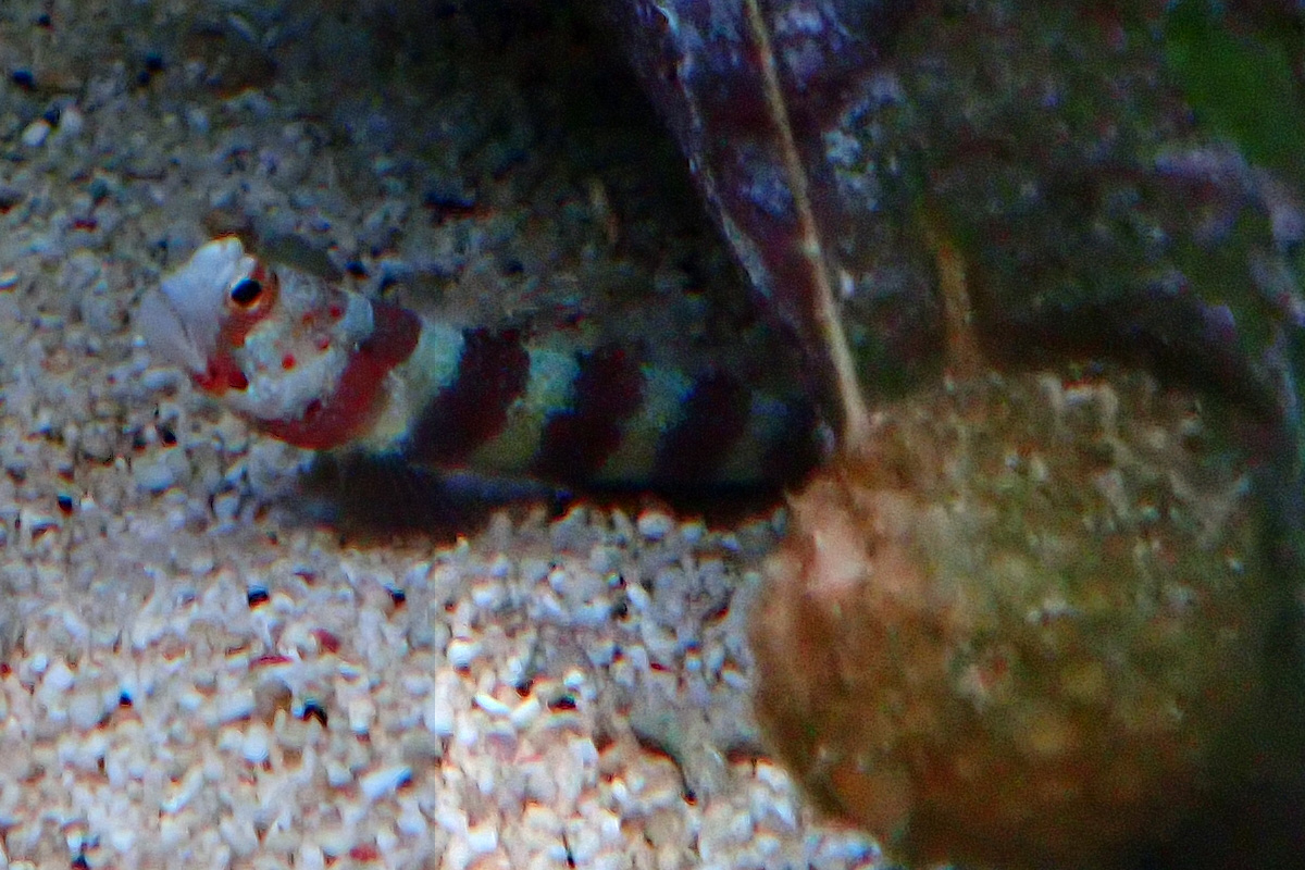 goby.jpg