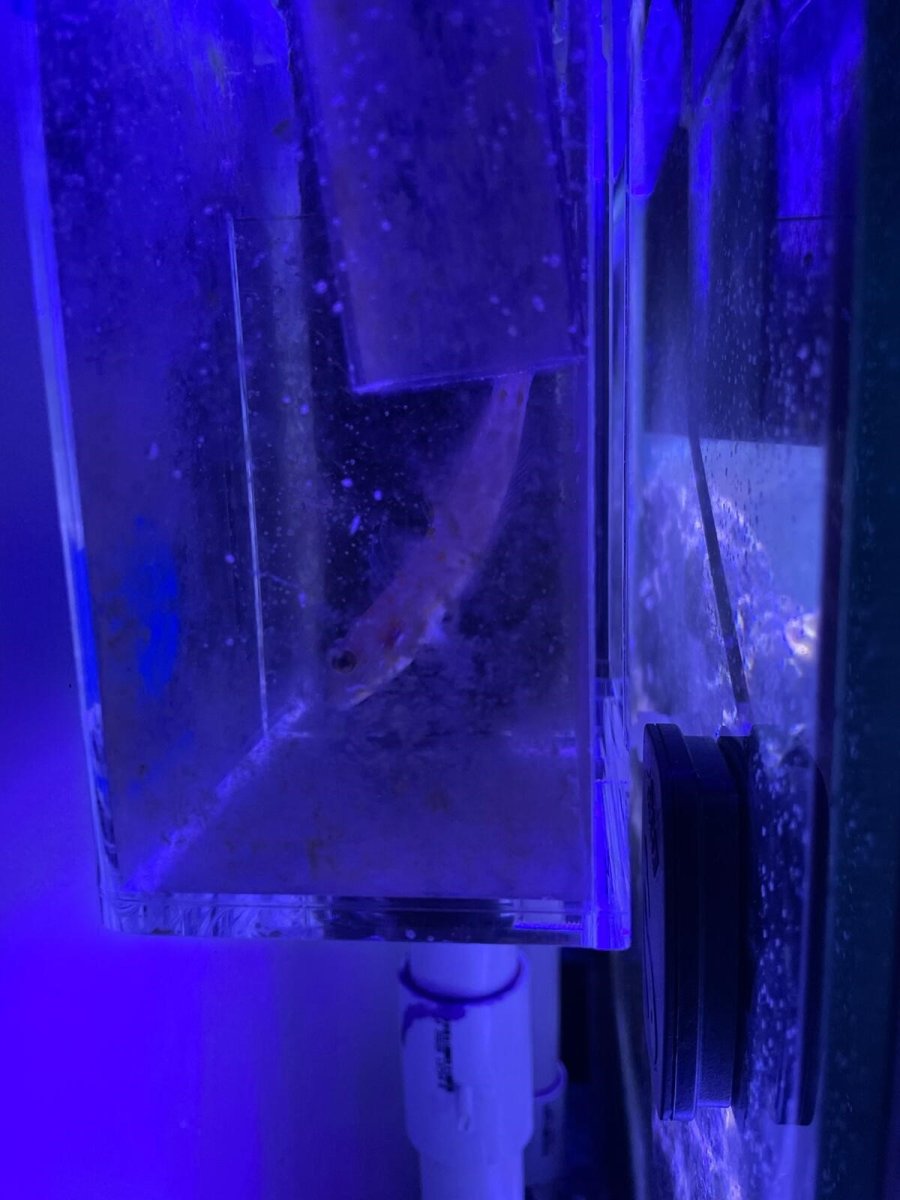 goby.jpg