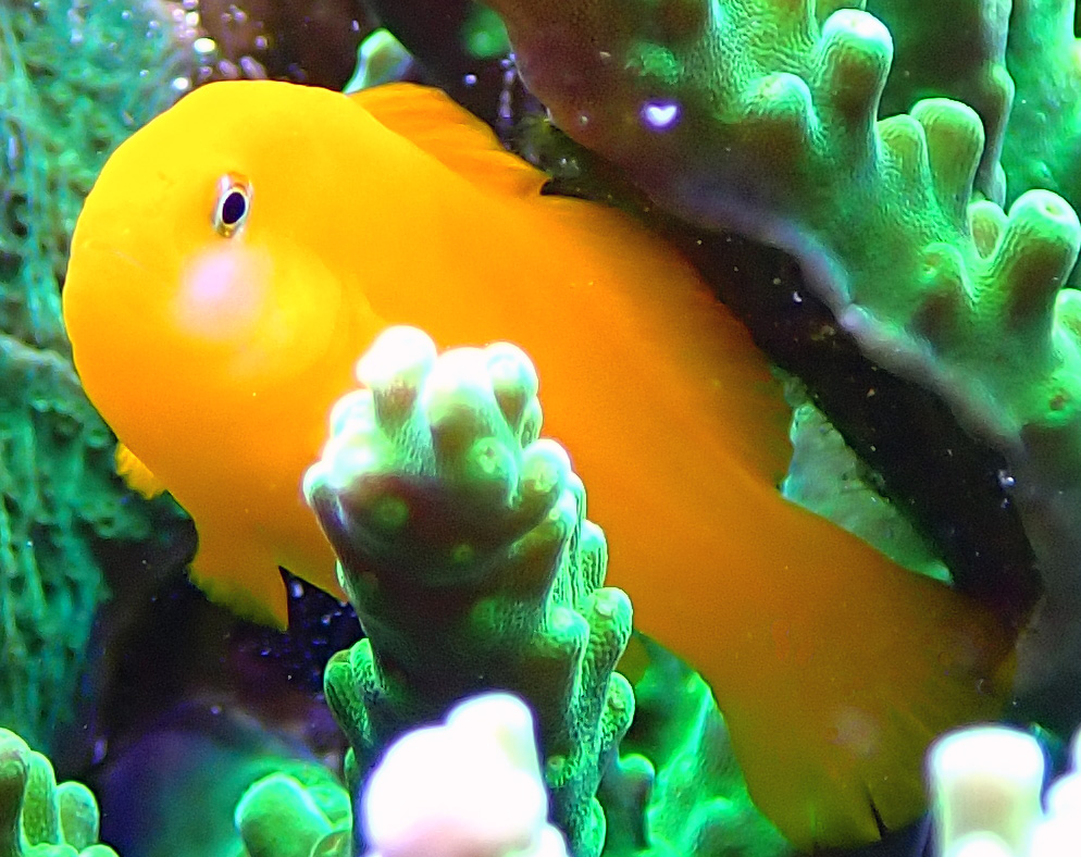 goby.jpg