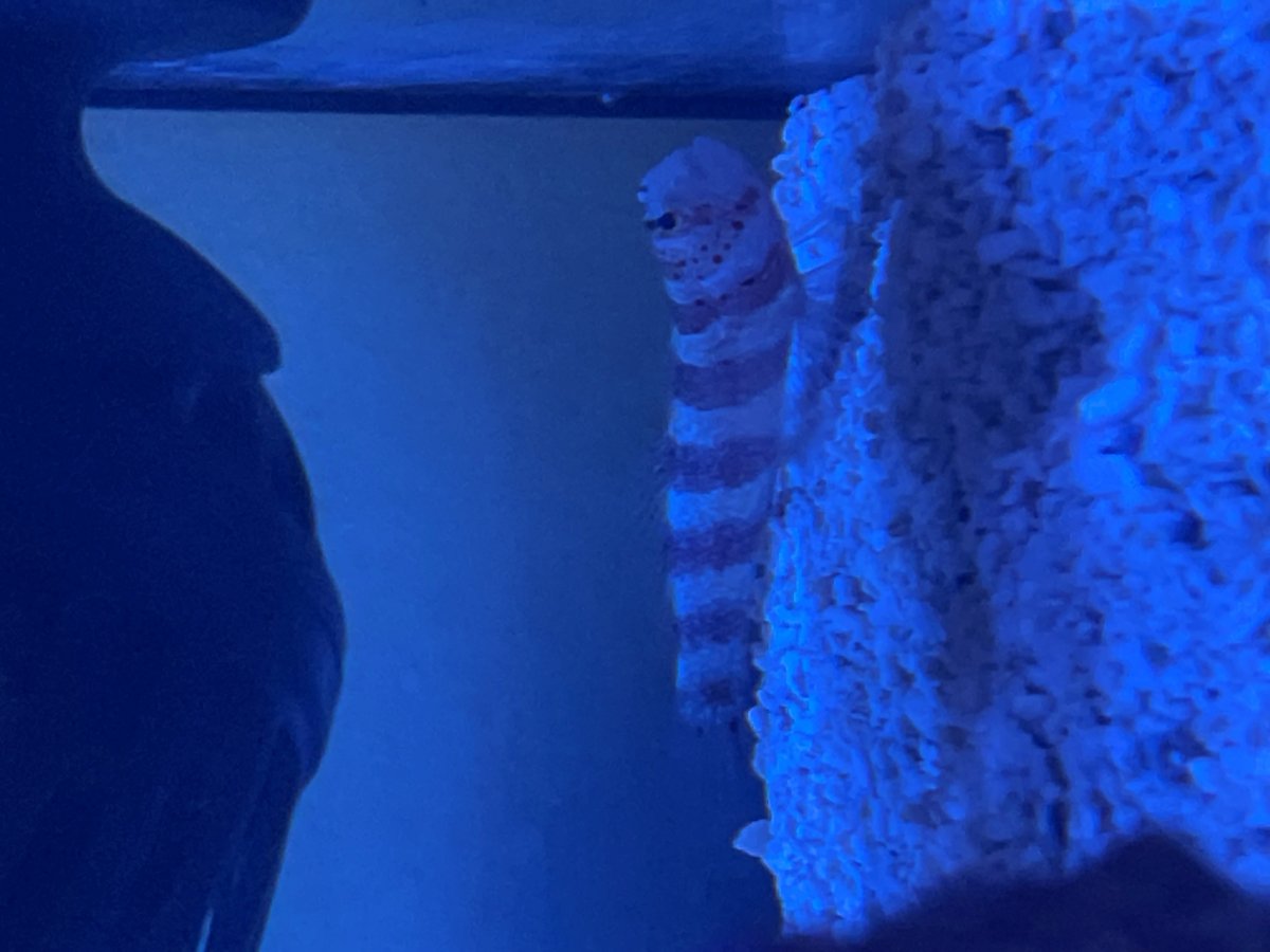goby.jpg