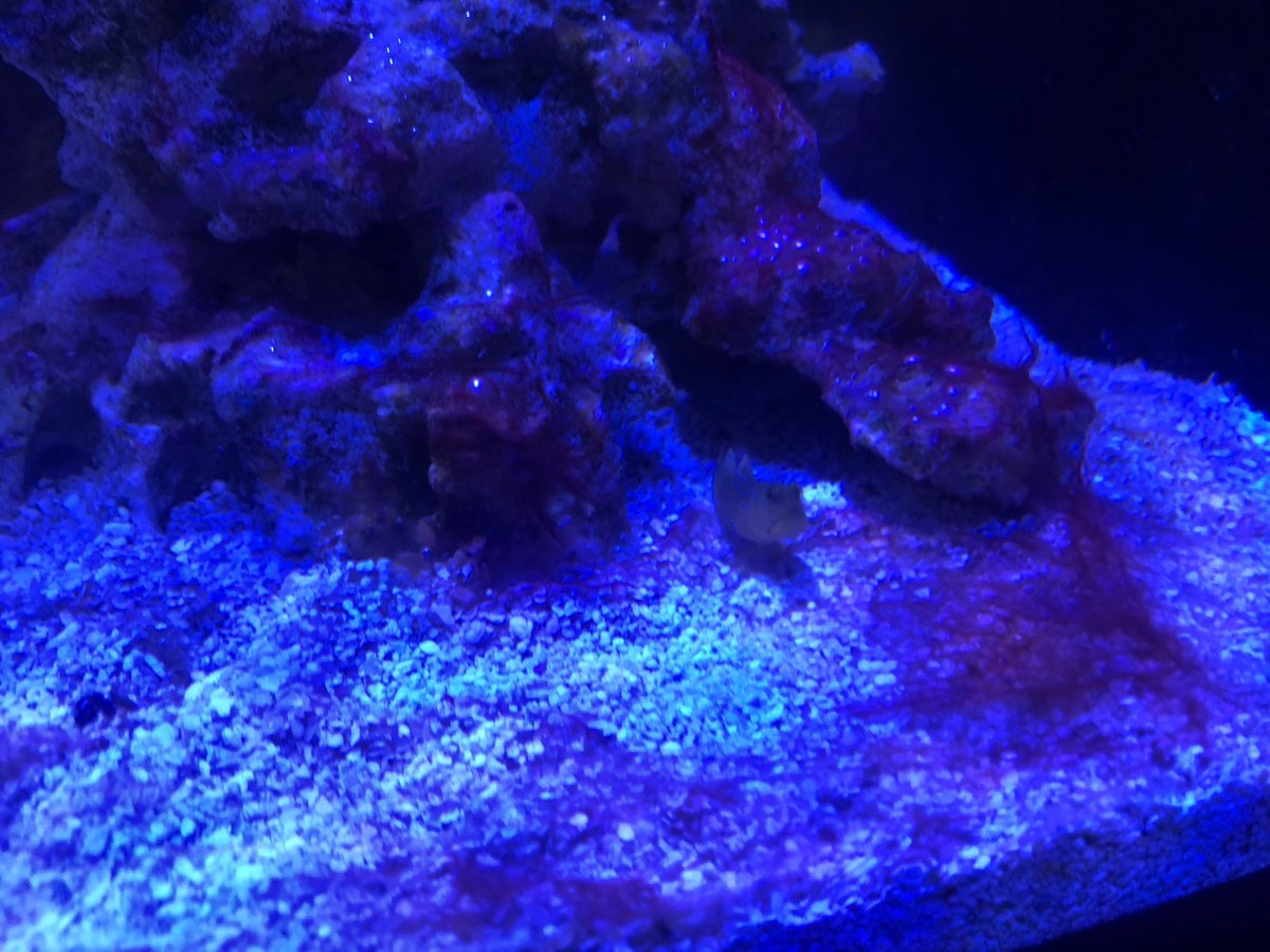 goby.jpg