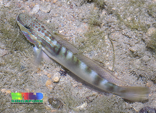 Goby.jpg