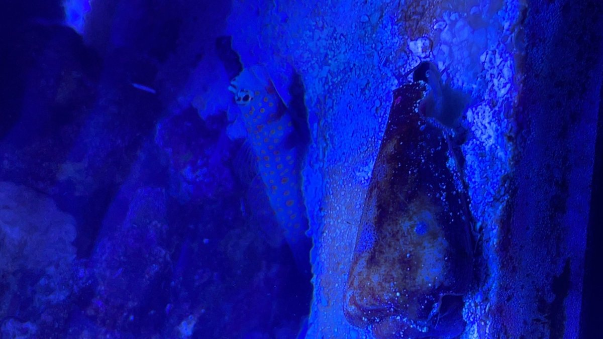 goby.jpg