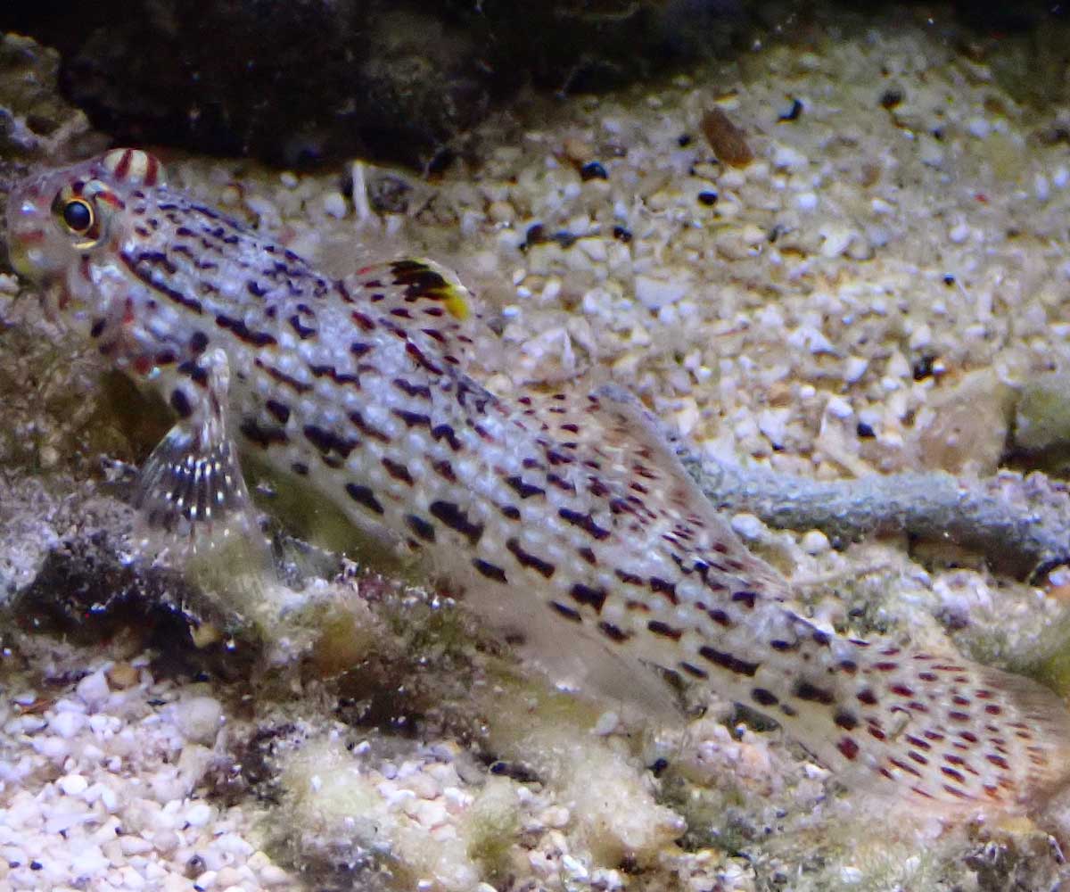 goby.jpg