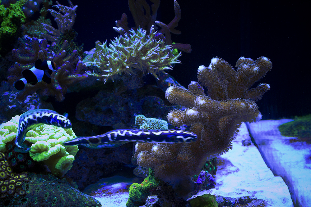 Goby.jpg