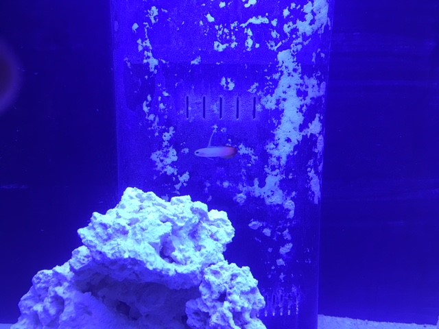goby.jpg