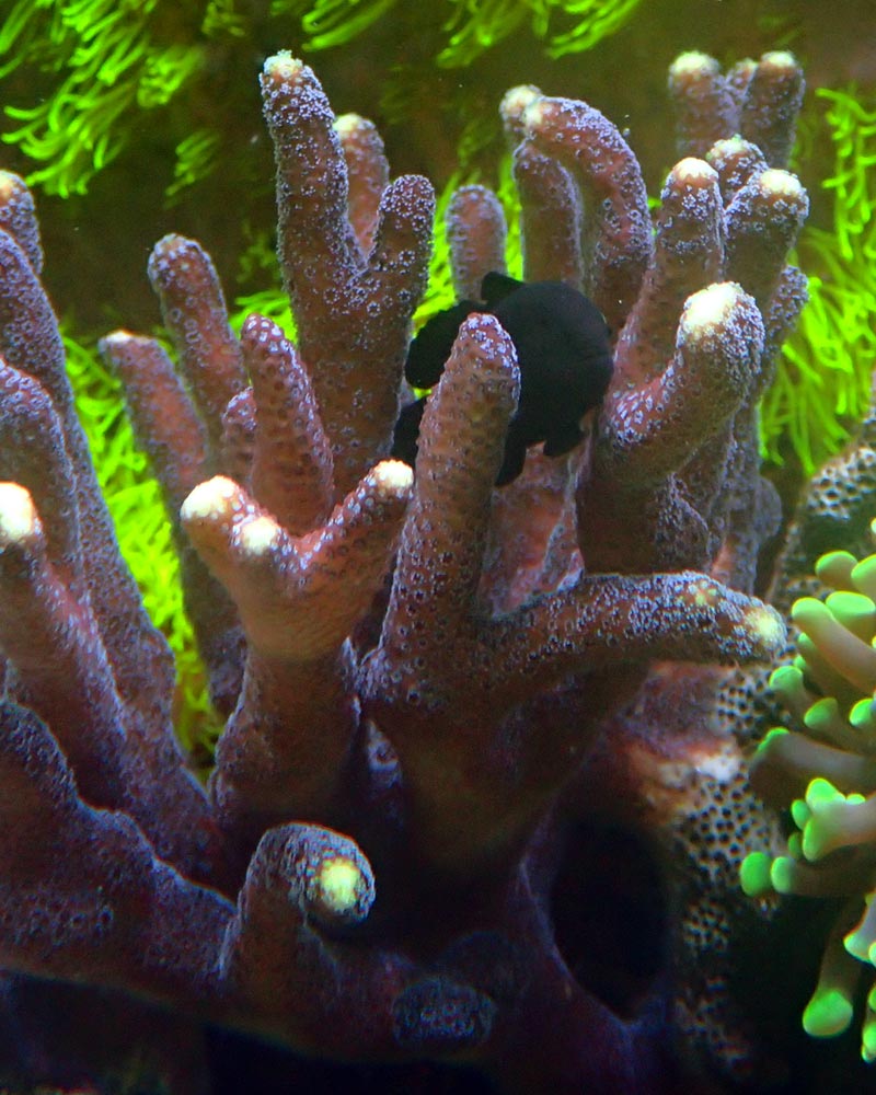 goby.jpg