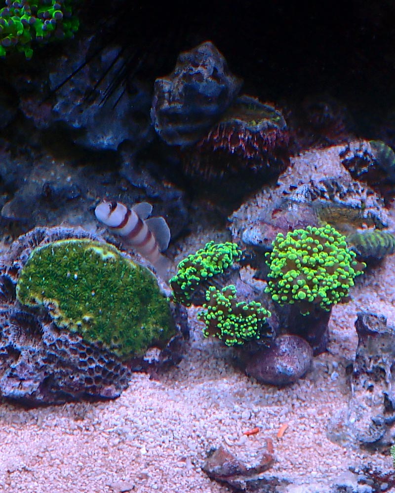 goby.jpg