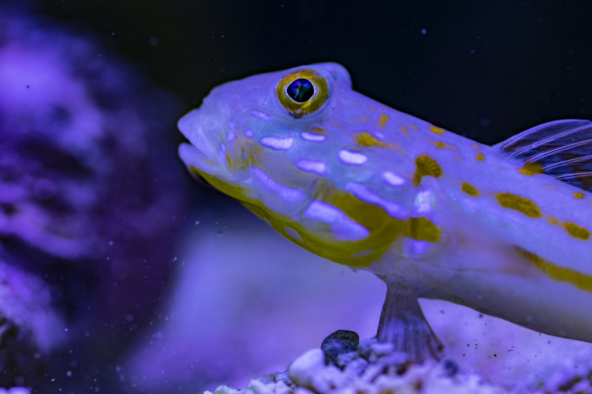Goby.jpg