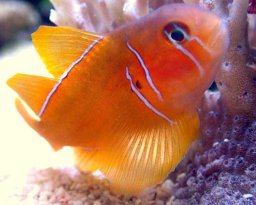 goby.jpg