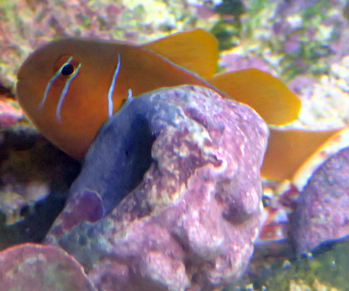 goby1.jpg