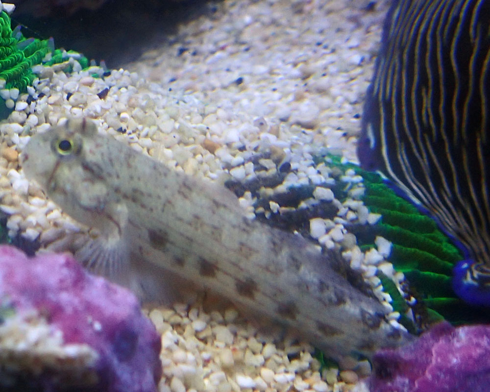goby1.jpg