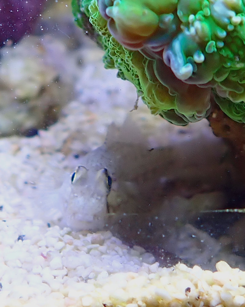 goby1.jpg