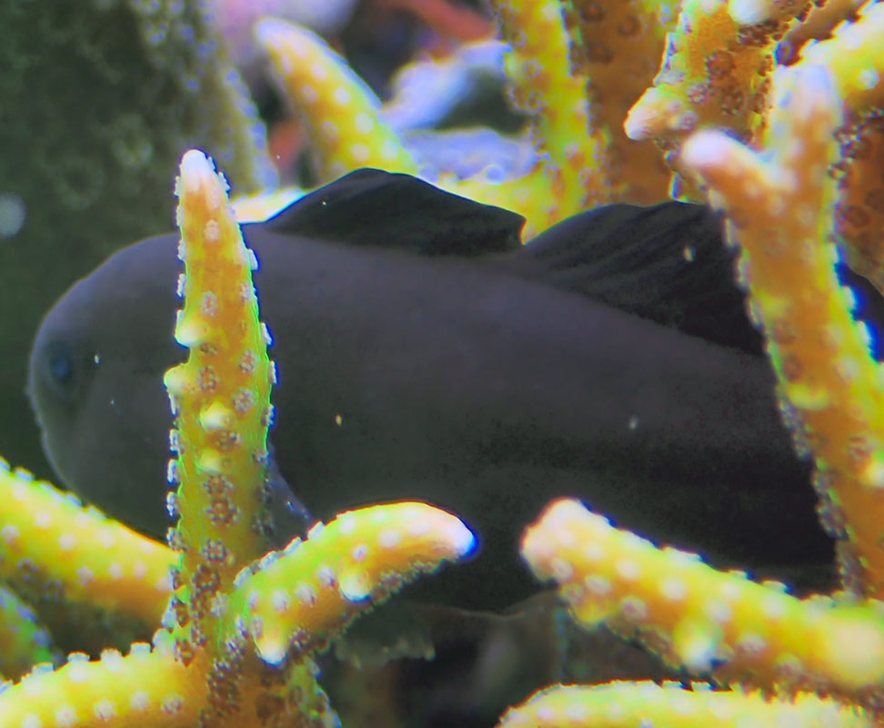 goby1.jpg