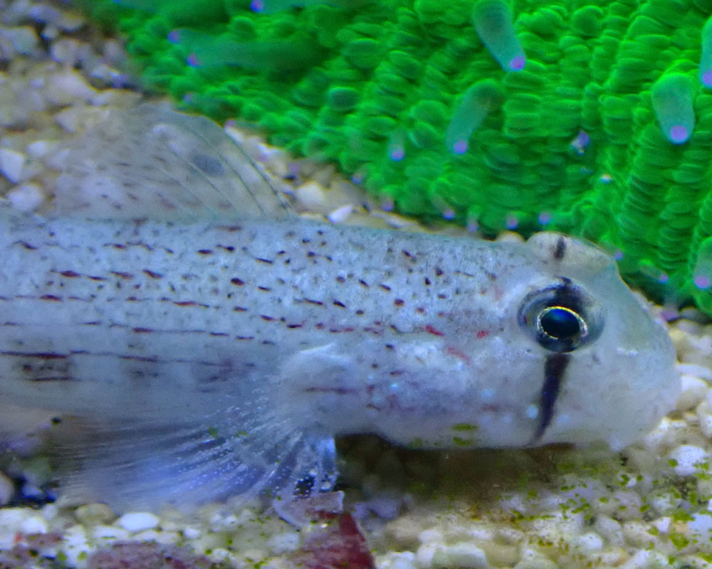 goby1.jpg