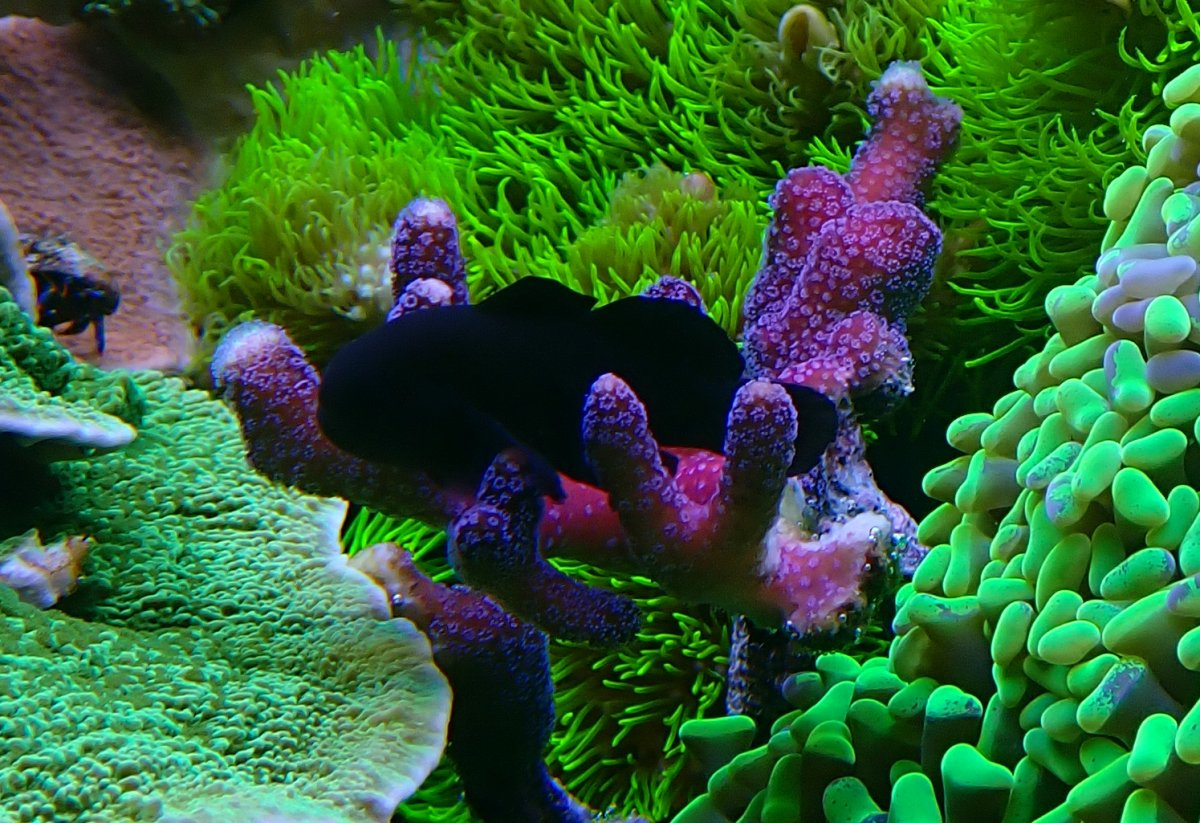 goby1.jpg