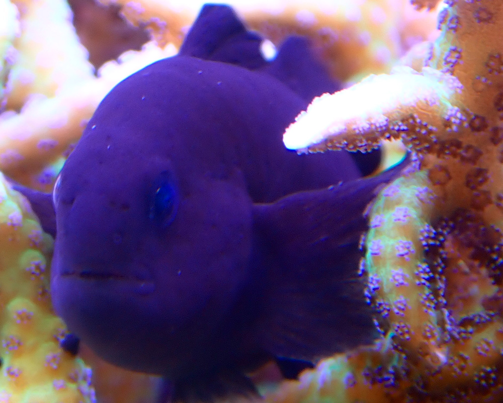 goby1.jpg