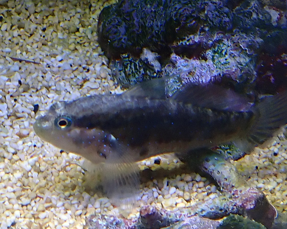 goby1.jpg