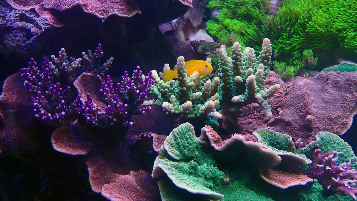 goby1.jpg