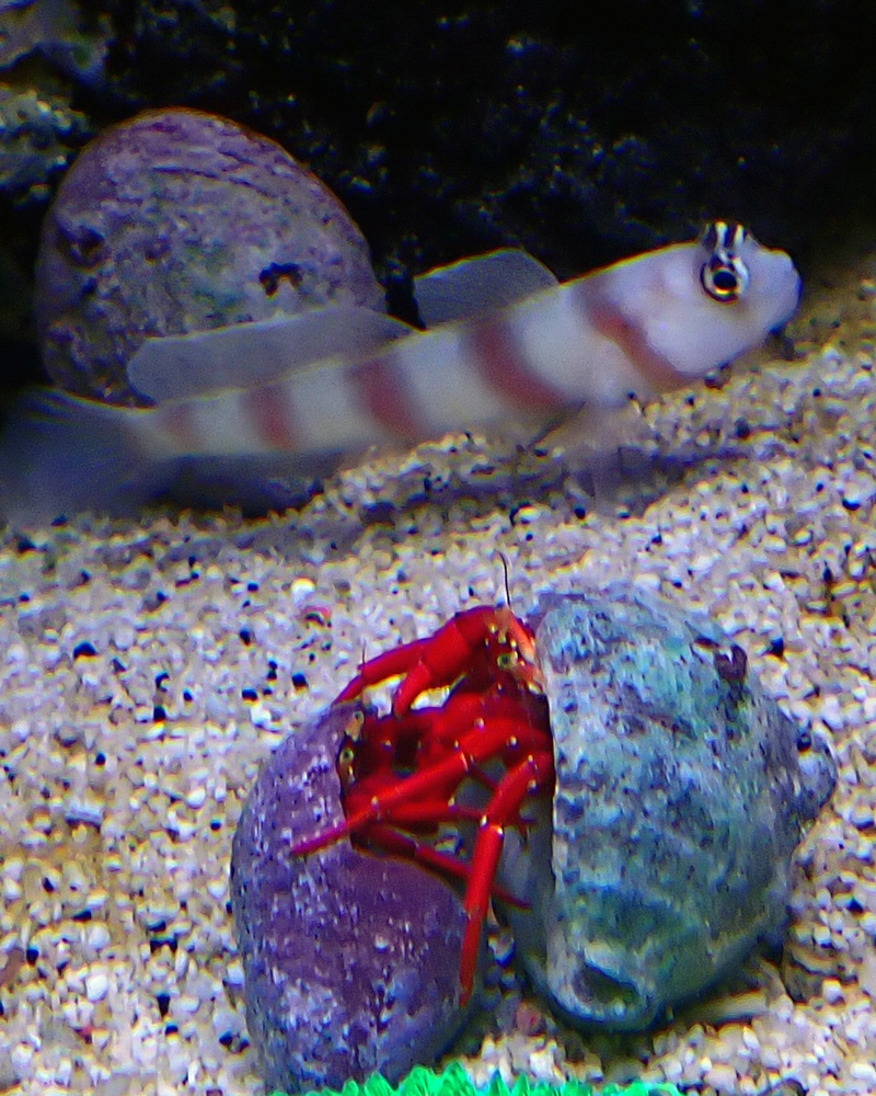goby1.jpg