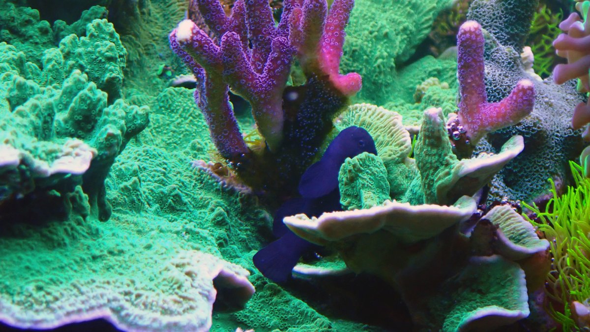 goby1.jpg