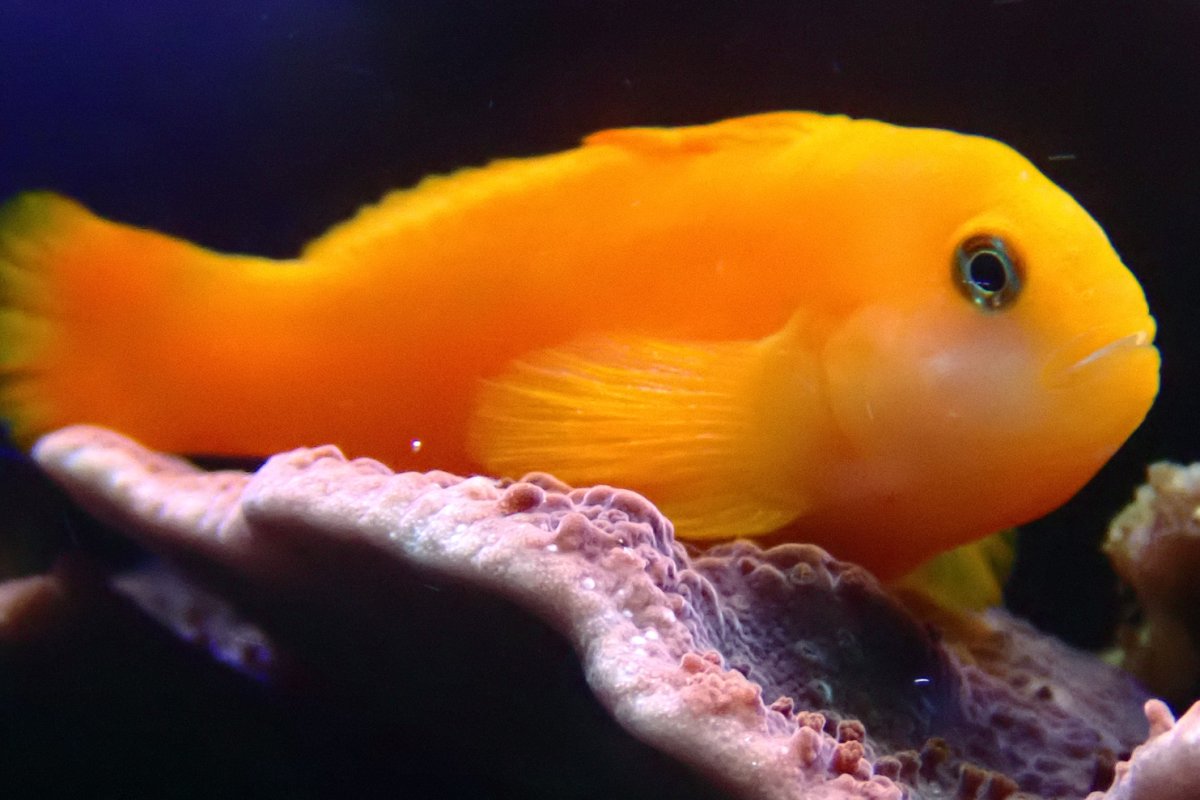 goby1.jpg