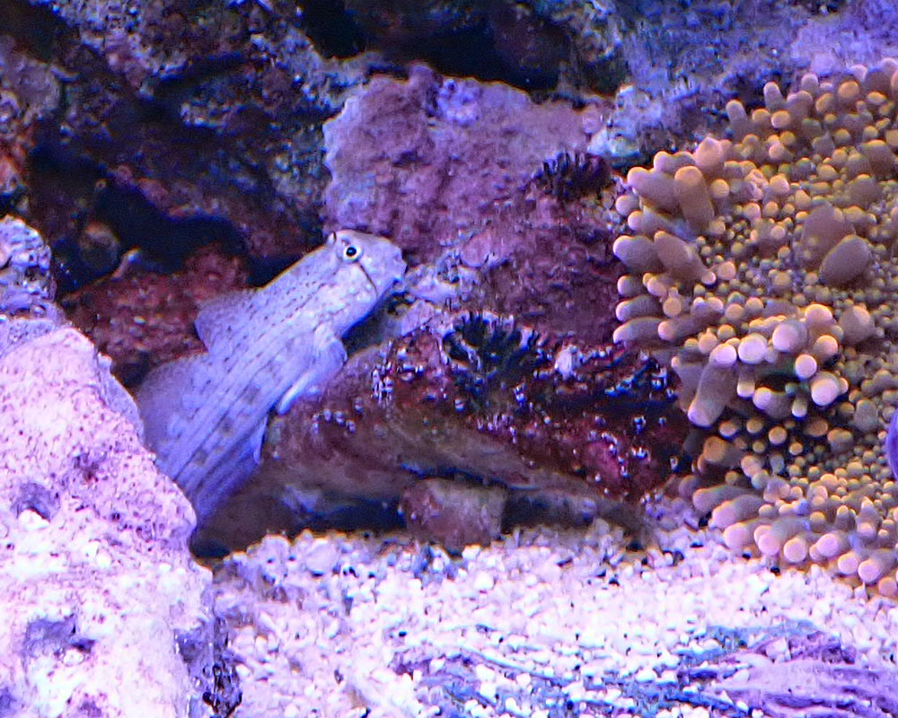goby2.jpg