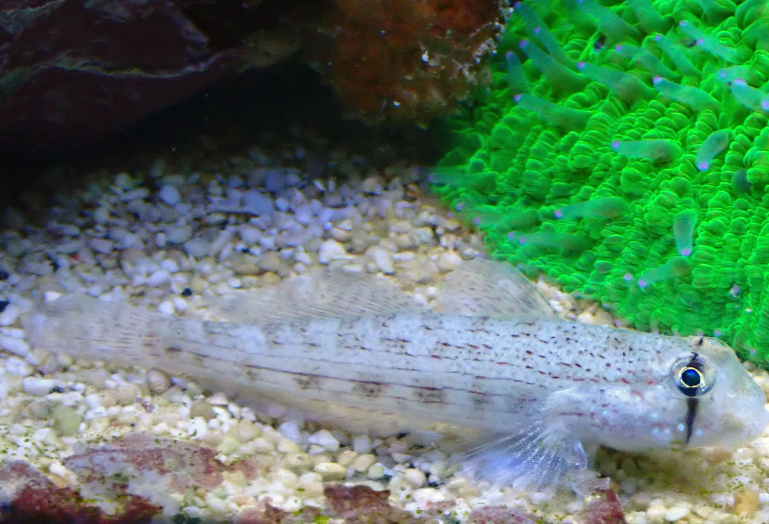 goby2.jpg