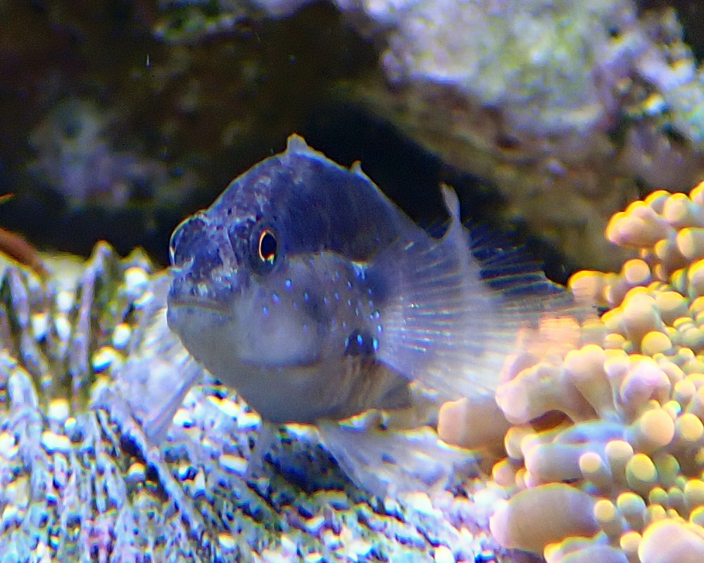 goby2.jpg