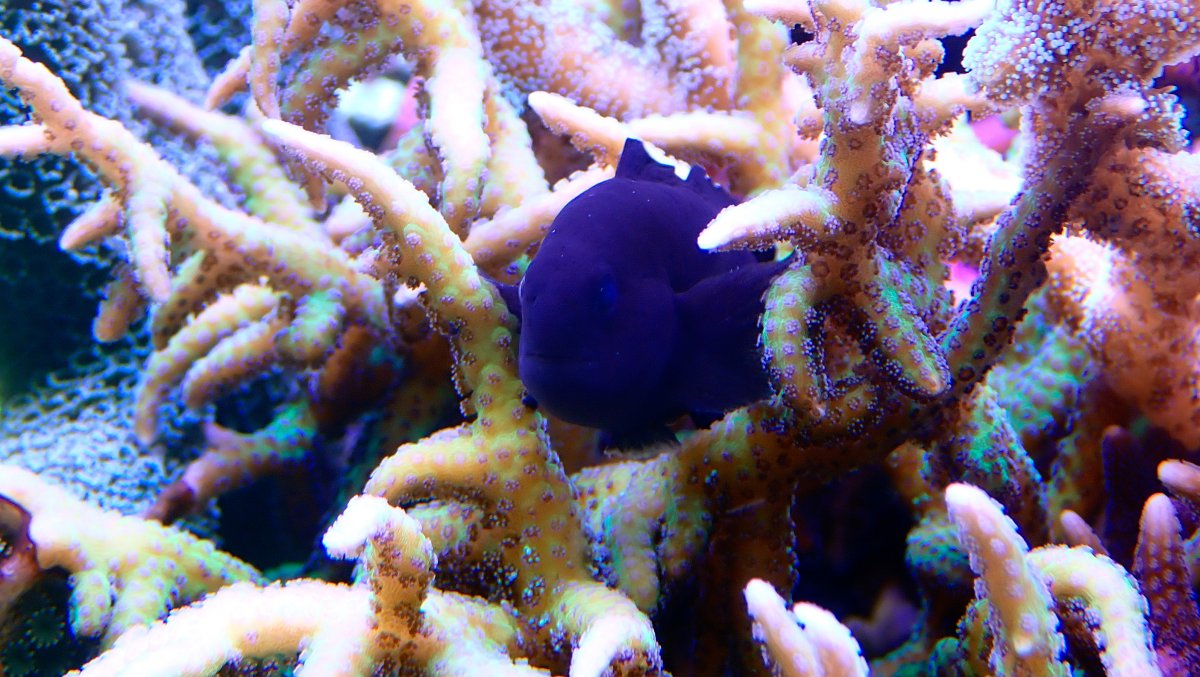goby2.jpg