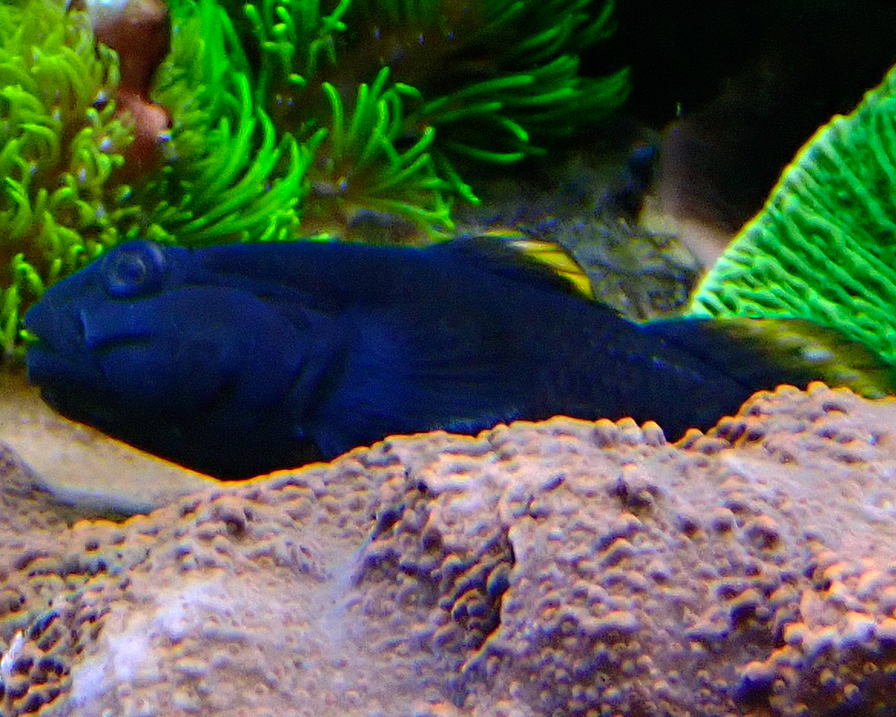 goby2.jpg
