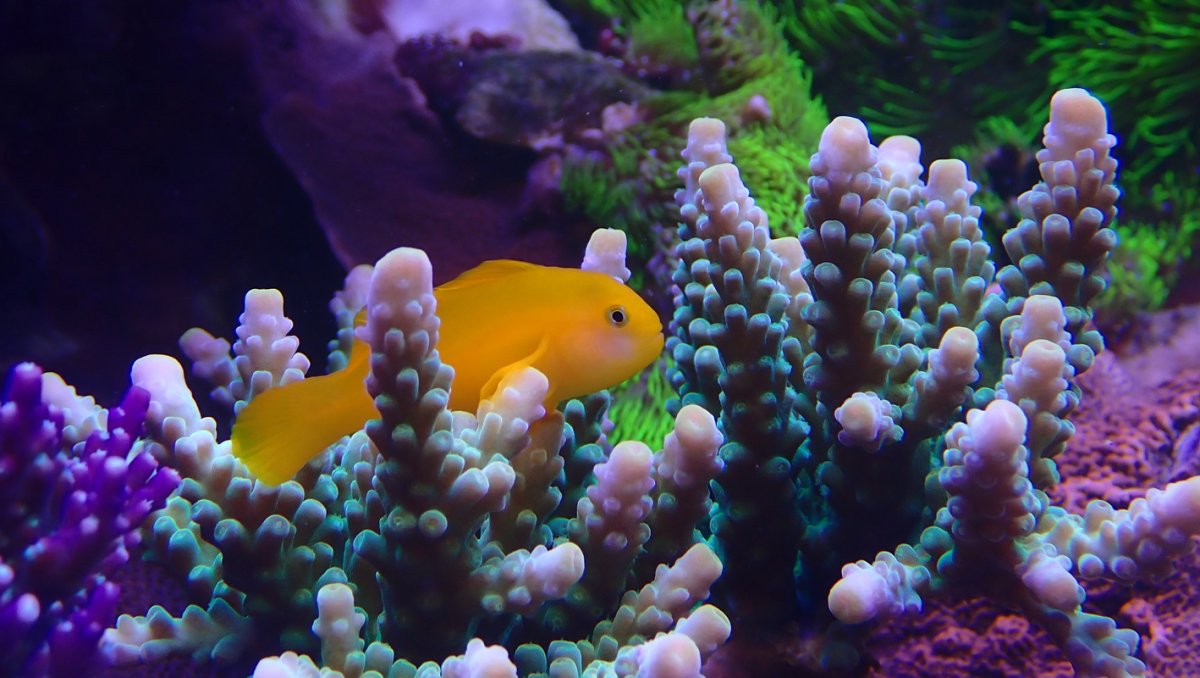 goby2.jpg