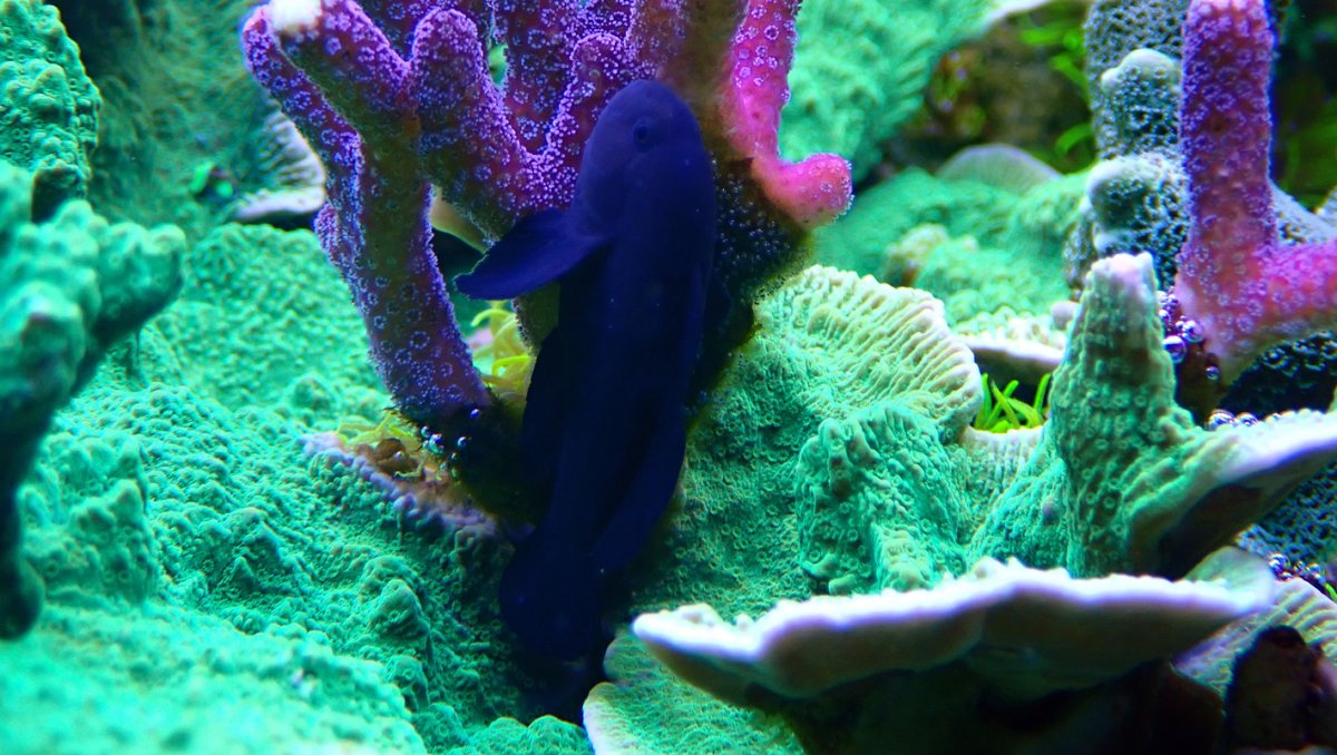 goby2.jpg