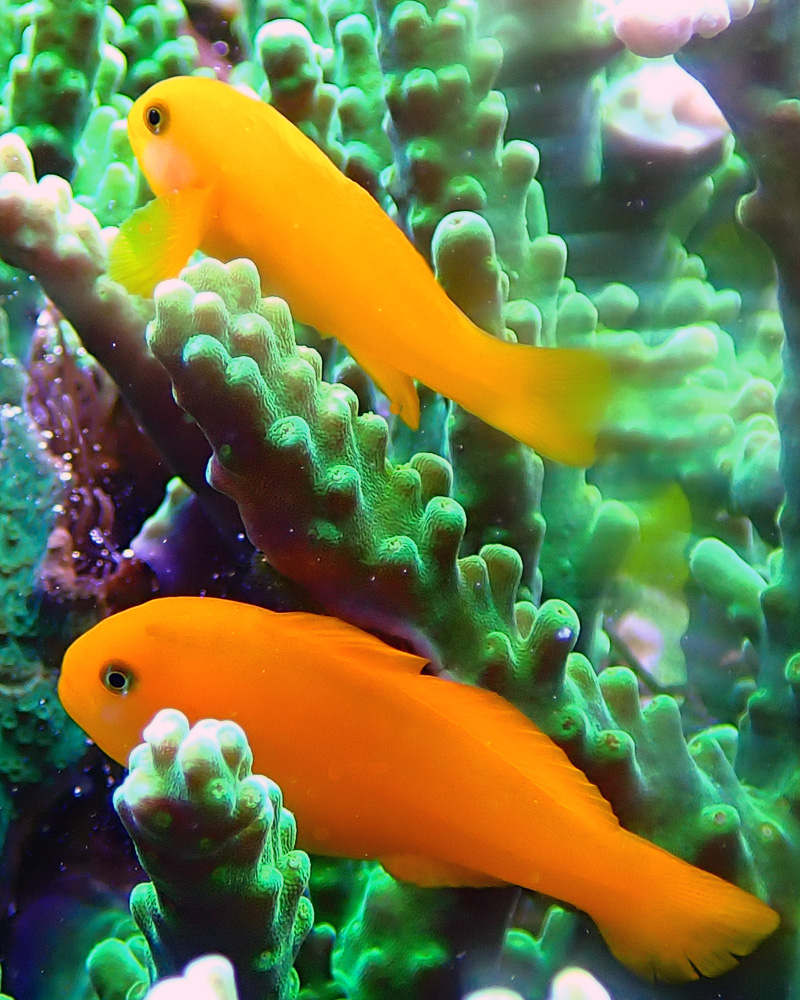 goby2.jpg