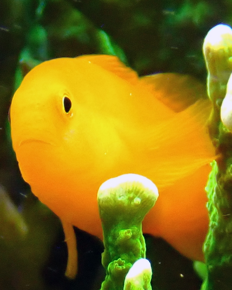 goby2.jpg