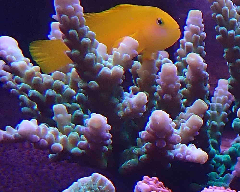 goby3.jpg