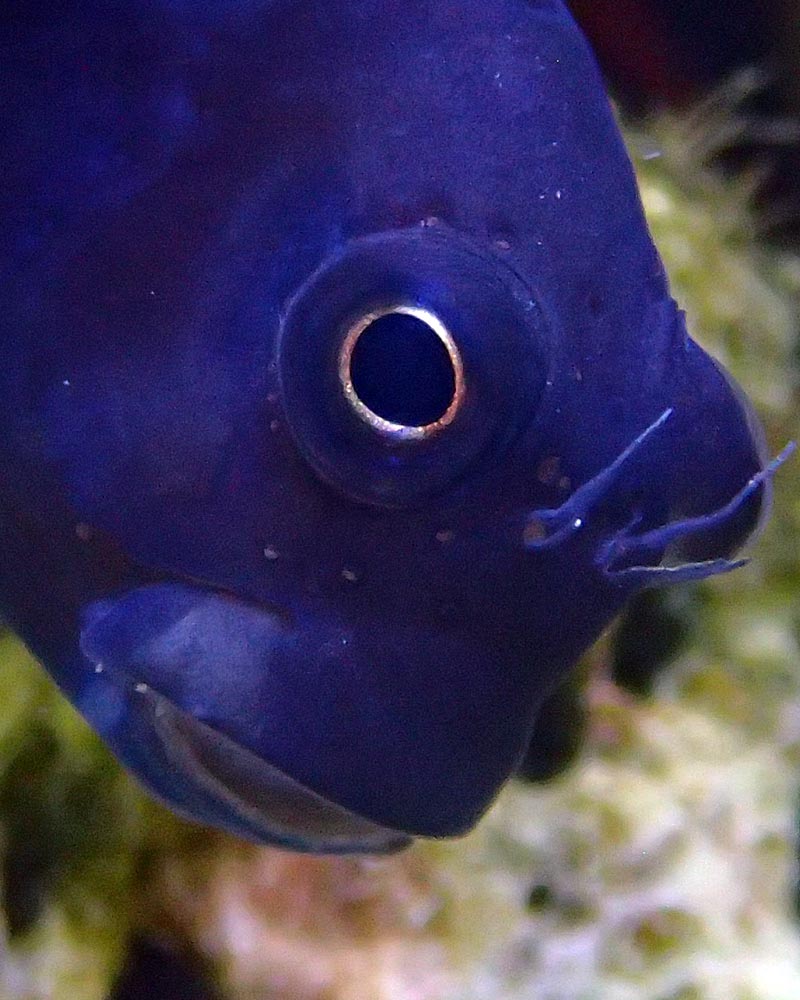 goby3.jpg