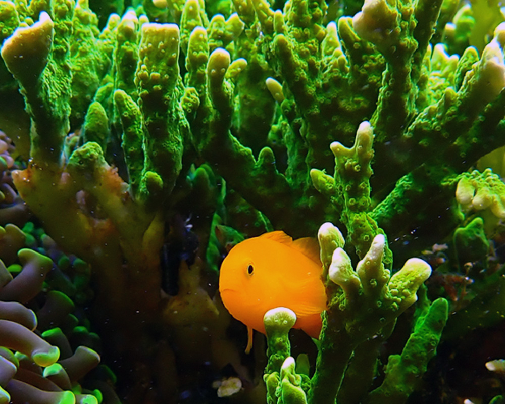 goby4.jpg