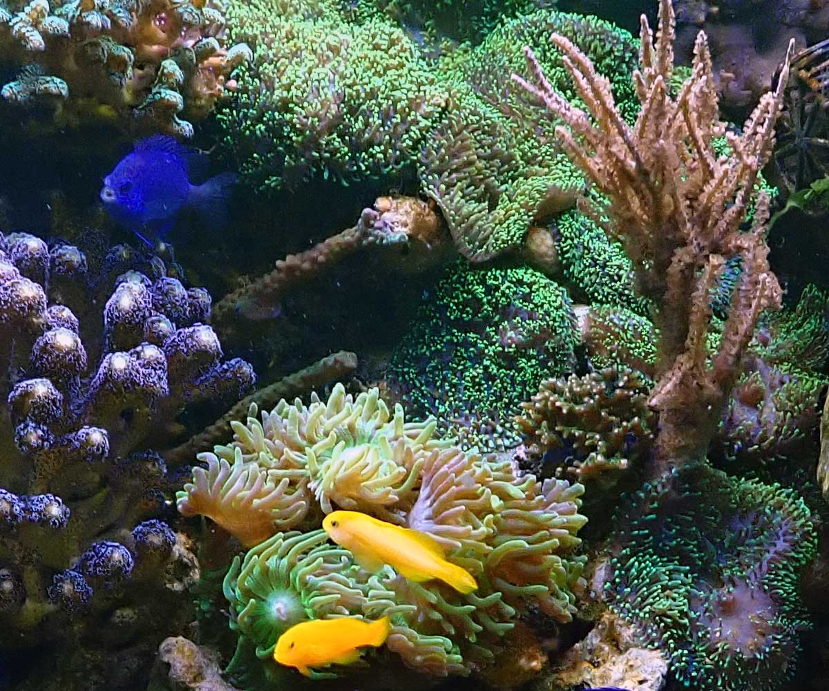 goby4.jpg
