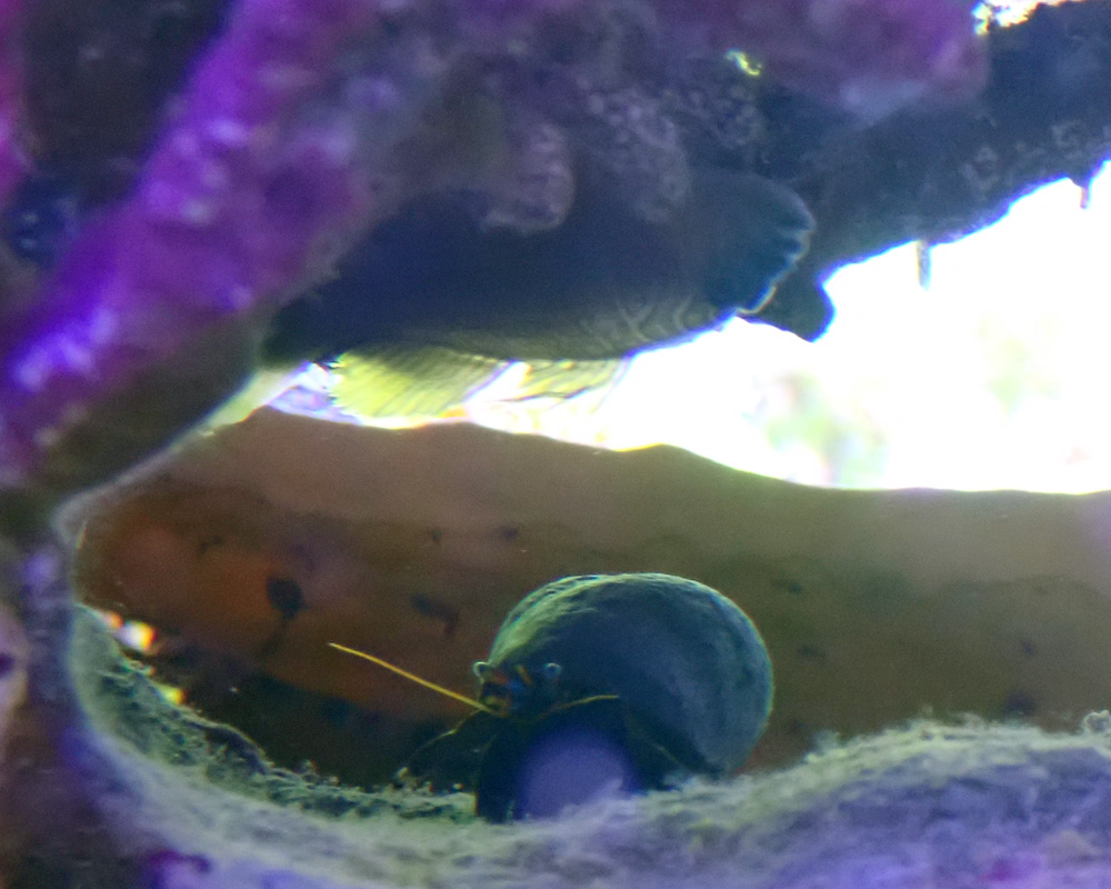 goby5.jpg
