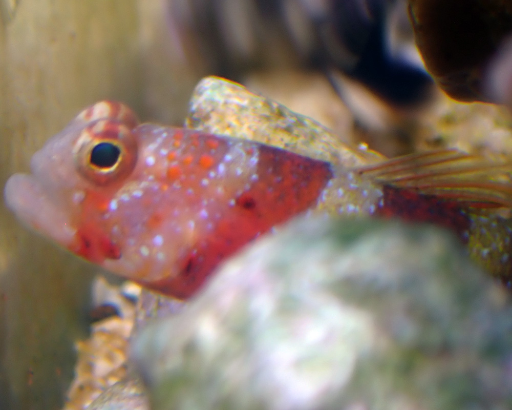 goby6.JPG