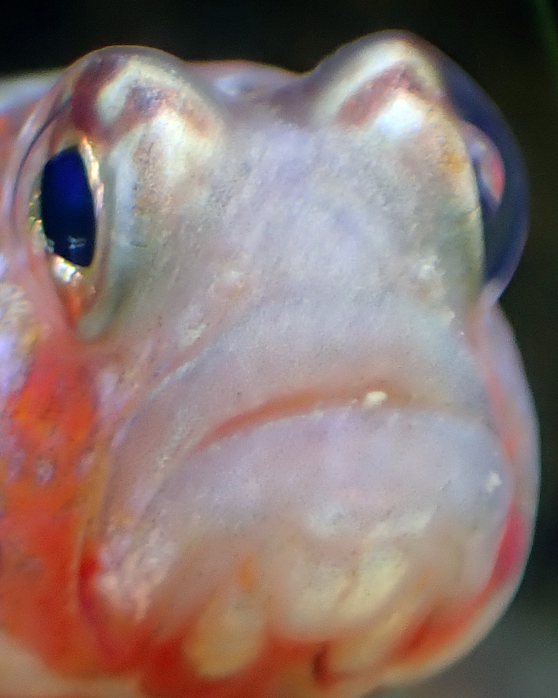 goby7.JPG