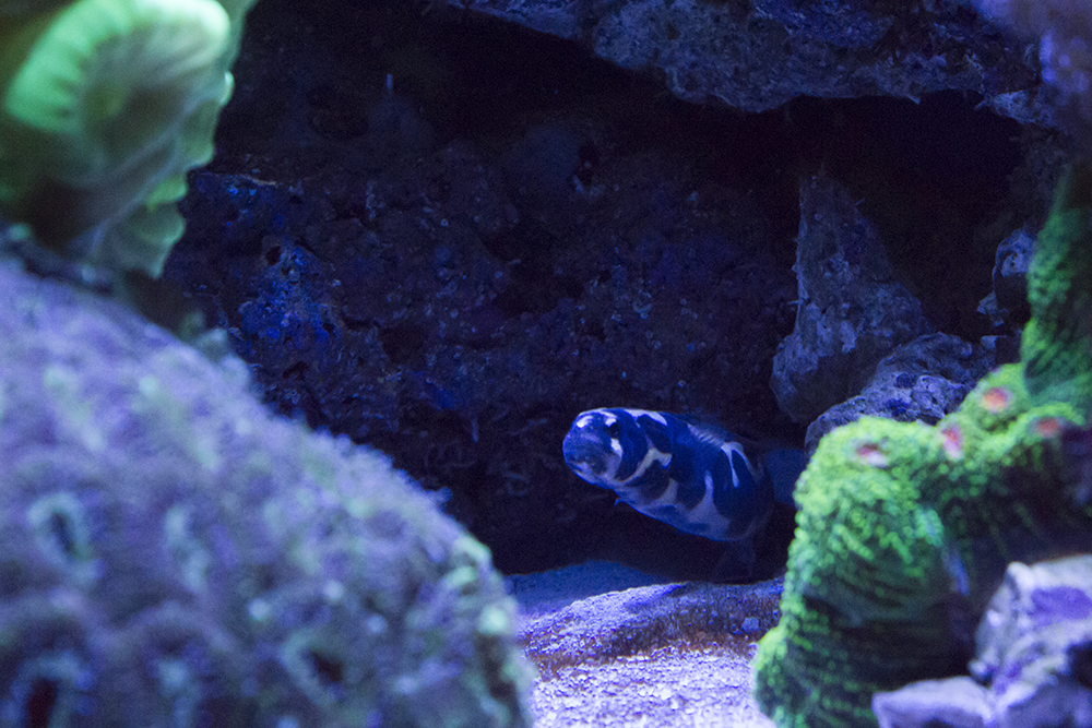 goby_2.jpg
