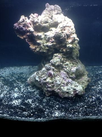 Godzilla Aquascape.jpg
