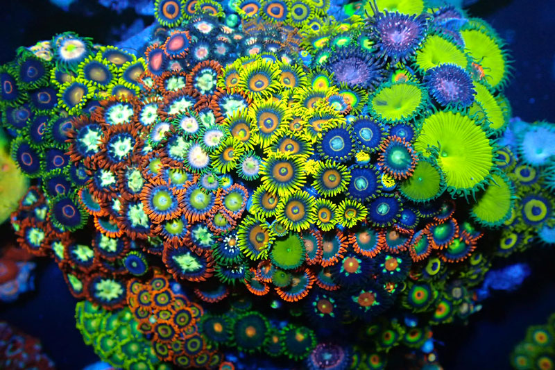QUESTION OF THE DAY - Featured or filler: Are the zoanthids the stars ...