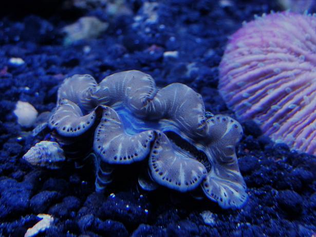 gold clam.JPG