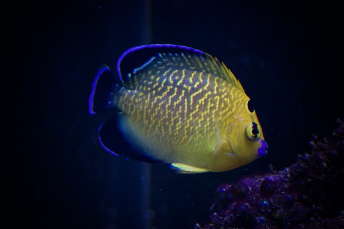 Goldflake Angelfish.jpg